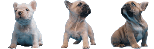 chiots bouledogue fauve